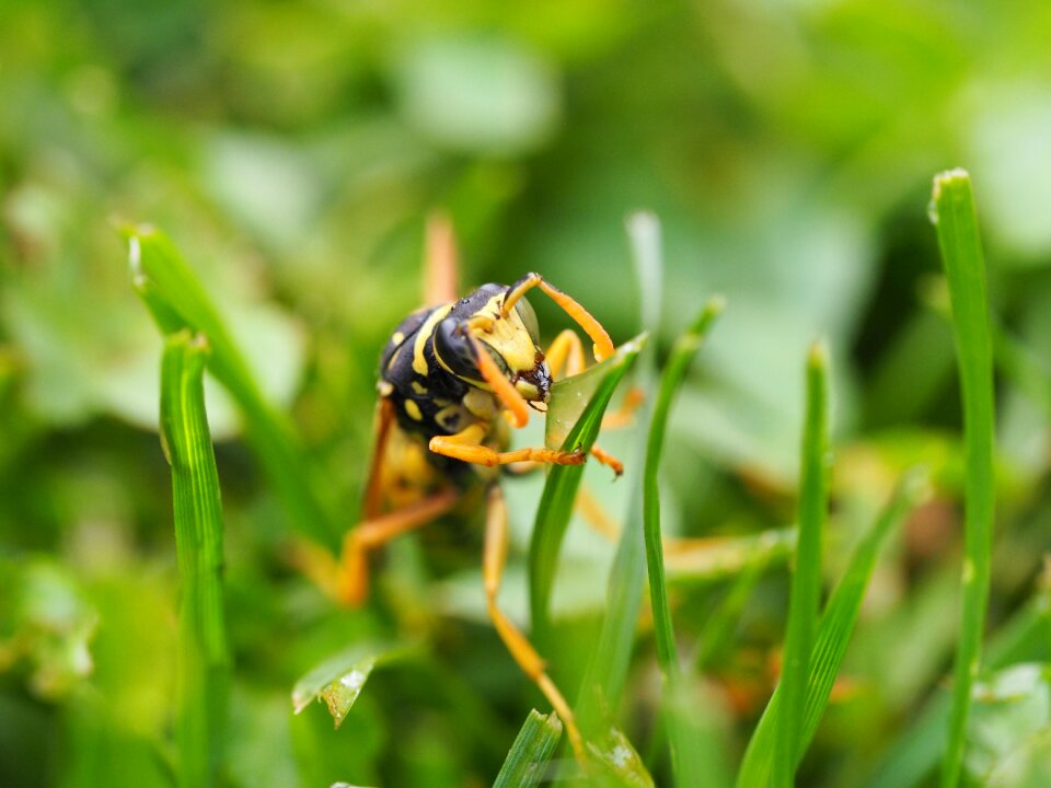 Close up animal blossom