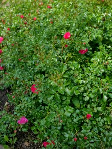 Rosengarten-C-6-a-Heidetraum