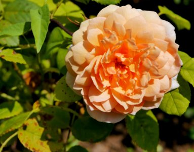 Rosengarten-D-1-c-Grace
