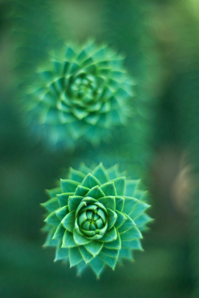 Plant botany garden