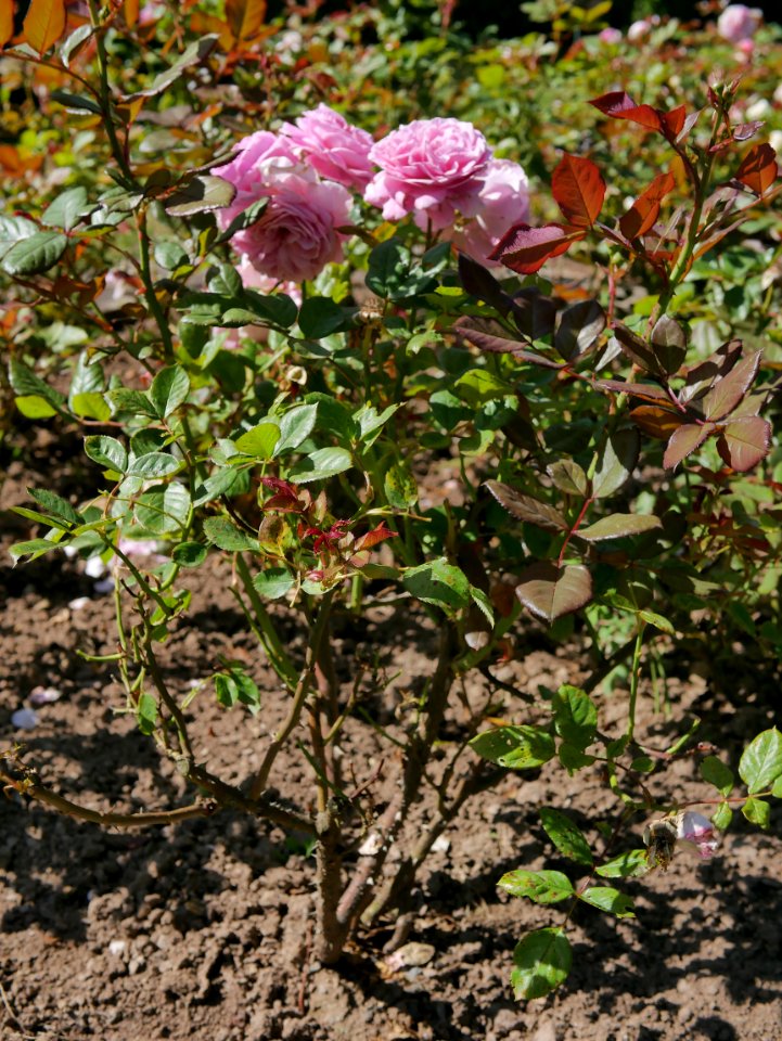 Rosengarten-D-3-a-RosengraefinMarieHenriette