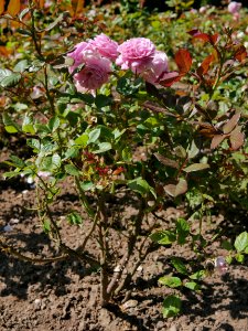 Rosengarten-D-3-a-RosengraefinMarieHenriette