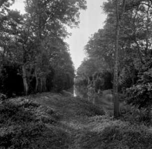 Rivierkreek in het Commewijnegebied, Bestanddeelnr 252-6484