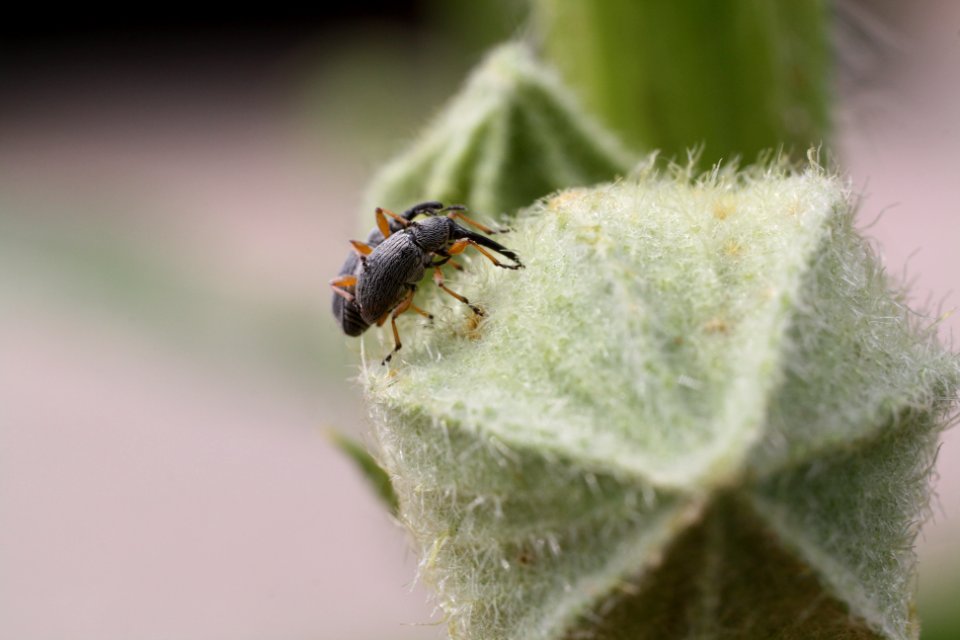 Rhopalapion longirostre eiablage