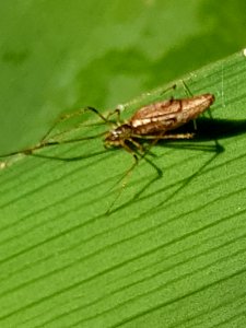 Rhomphaea urquharti 30320151