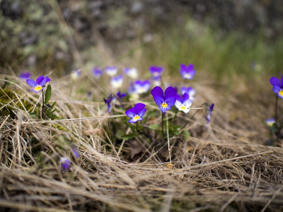 Pansy viola tricolor flower