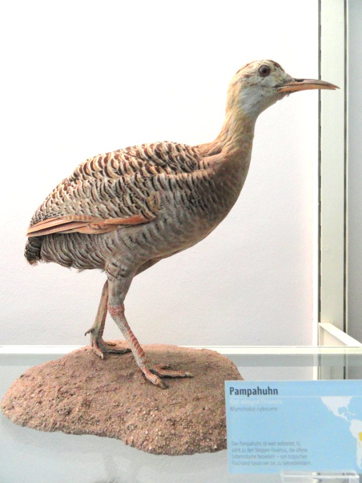 Rhynchotus rufescens - Naturmuseum Senckenberg - DSC02047