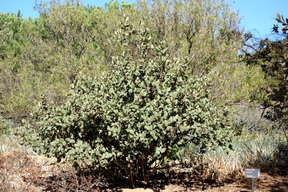 Romneya coulteri - Leaning Pine Arboretum - DSC05624