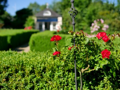 Rosengarten-C-12-b-Rotilia