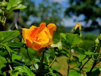 Rosengarten-D-12-c-Goldelse