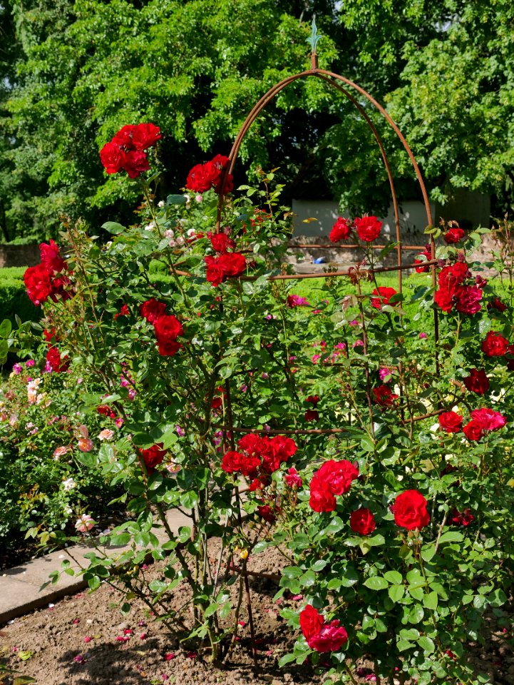 Rosengarten-A-2-a-Santana