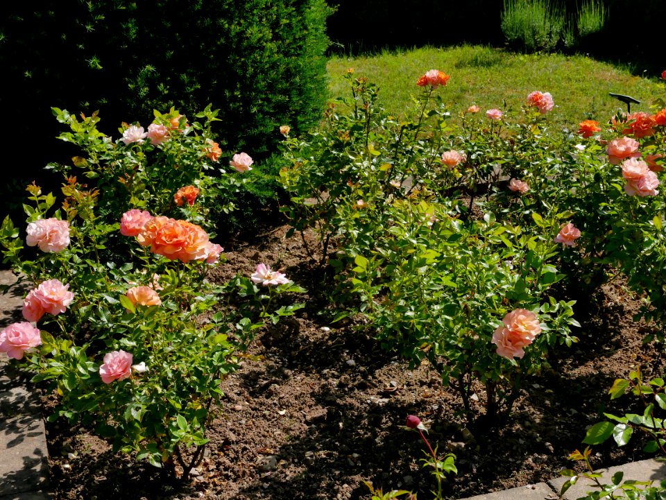 Rosengarten-B-1-a-Portoroz