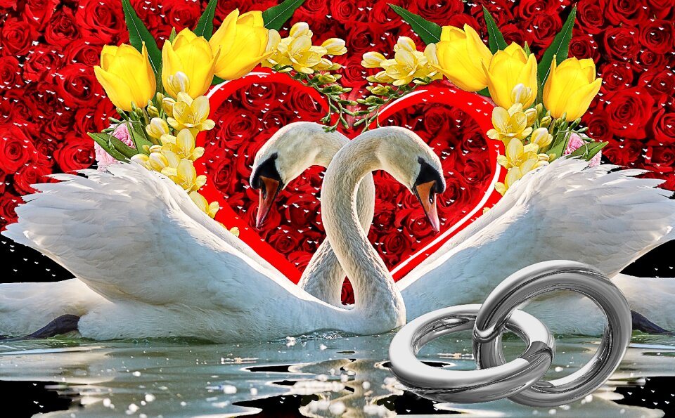 Rings in love creative