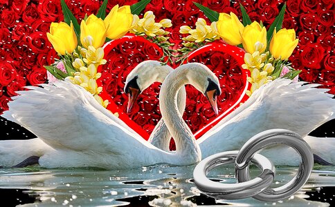 Rings in love creative