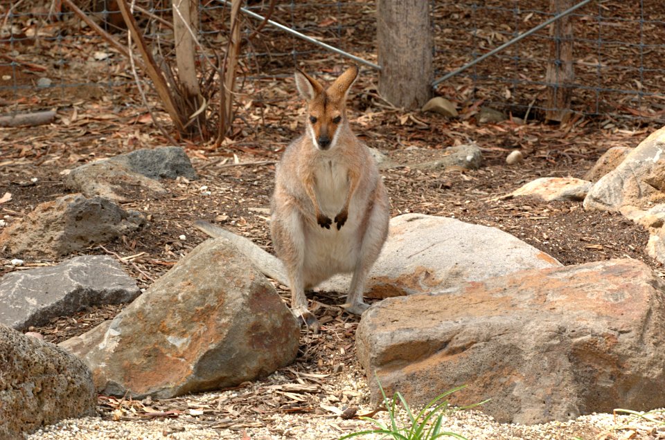 Red-Necked-Wallaby-Melbourne-Zoo-20070224-005