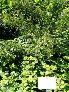 Rubus parvifolius - Botanical Garden in Kaisaniemi, Helsinki - DSC03447