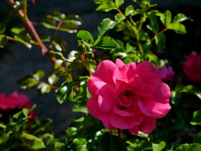 Rosengarten-C-6-d-Heidetraum