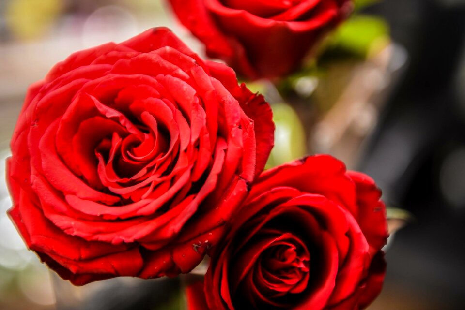 Flower petals love