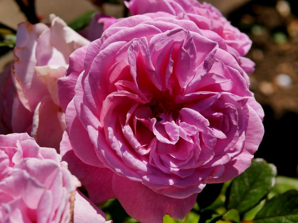 Rosengarten-D-3-b-RosengraefinMarieHenriette