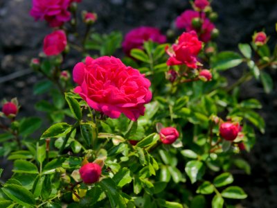 Rosengarten-A-8-b-Pepita