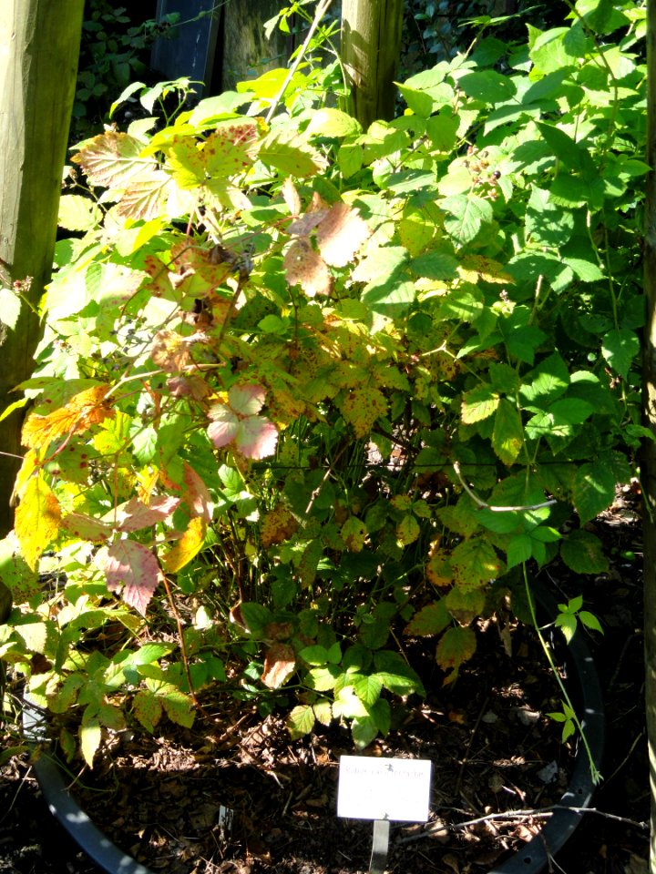 Rubus camptostachis - Botanischer Garten, Frankfurt am Main - DSC02449