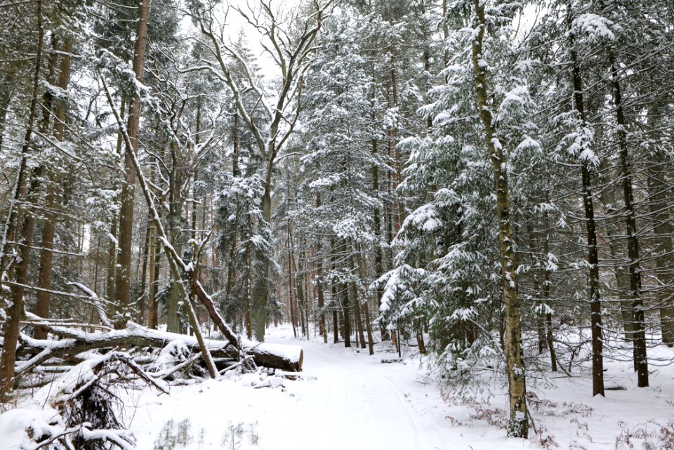 Rohrpfuhl nature reserve with snow 2021-02-09 16