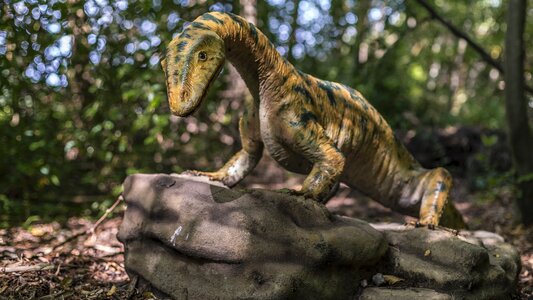 Stone age forest fossil