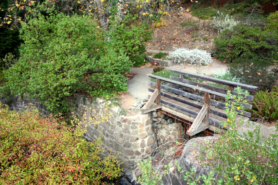 Regional Parks Botanic Garden - Berkeley, CA - DSC04576