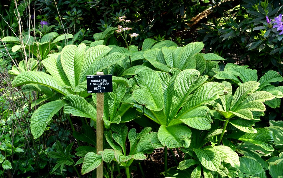 Rodgersia aesculifolia var. henricii - Savill Garden - Windsor Great Park, England - DSC06427