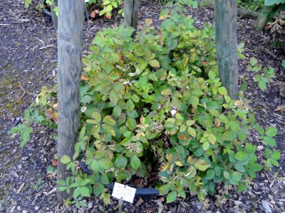 Rubus amiantinus - Botanischer Garten, Frankfurt am Main - DSC02473
