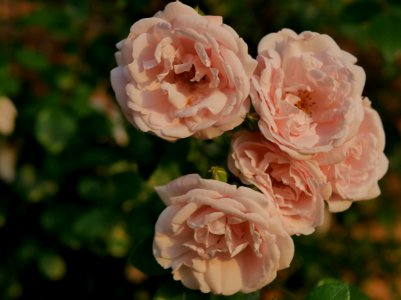 Rosengarten-E-2-c-NewDawnKletterroseRosa