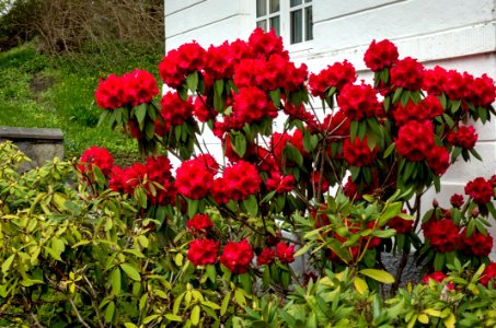 Red Rhododendron at Boyesgade and Sankt Mathias Gade in Viborg