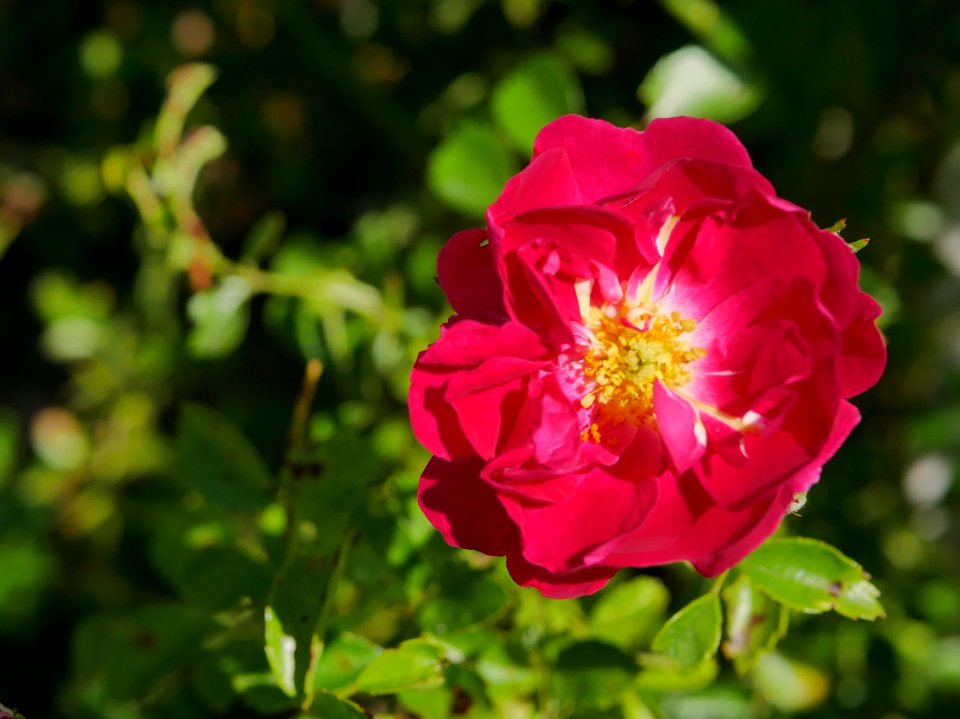 Rosengarten-E-1-b-Super-Excelsa