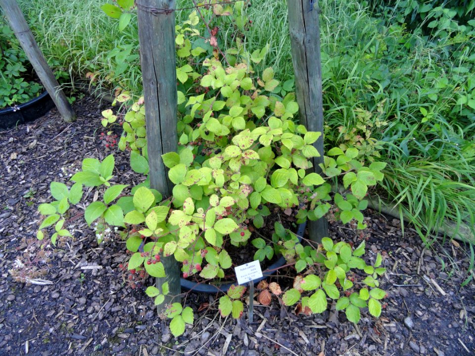 Rubus pallidus - Botanischer Garten, Frankfurt am Main - DSC02498