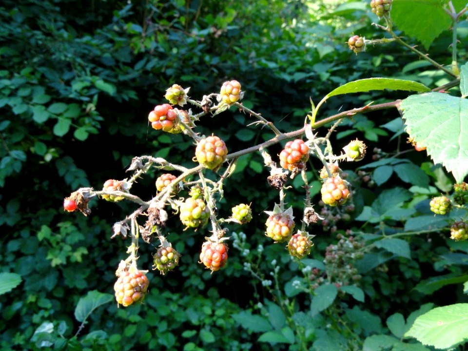 Rubus goniophorus - Botanischer Garten, Frankfurt am Main - DSC02465