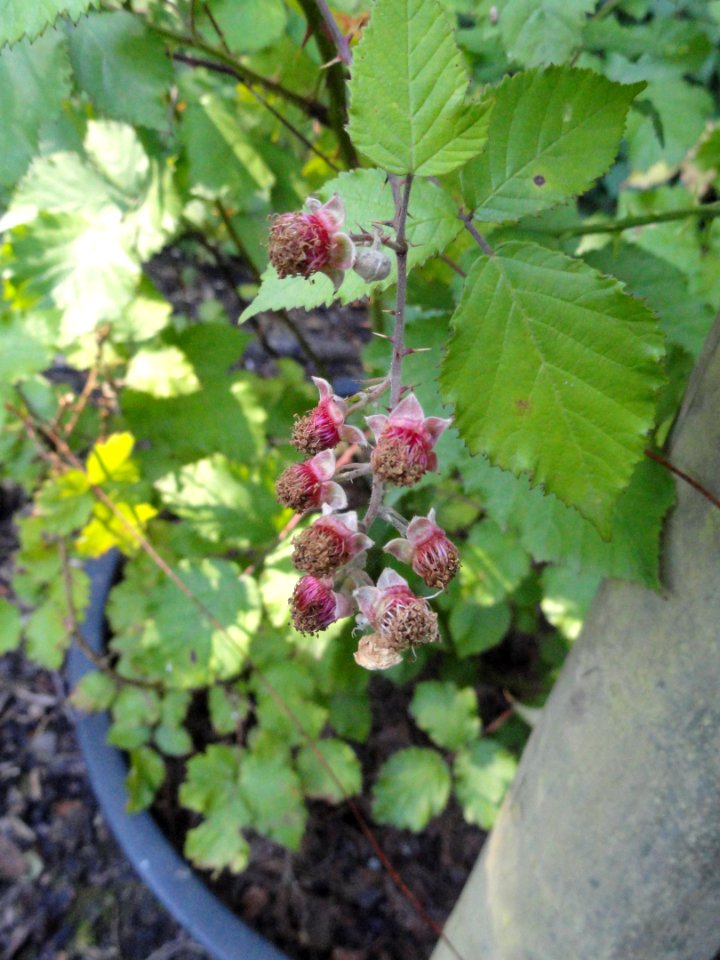Rubus montanus - Botanischer Garten, Frankfurt am Main - DSC02467