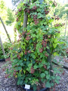 Rubus pannosus - Botanischer Garten, Frankfurt am Main - DSC02491 photo