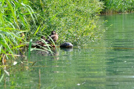 Rosdorfer-Baggersee-21a