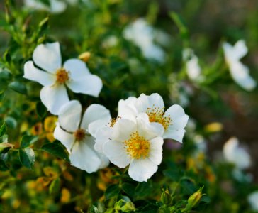 Rosengarten-D-2-f-Sonnenroeschen