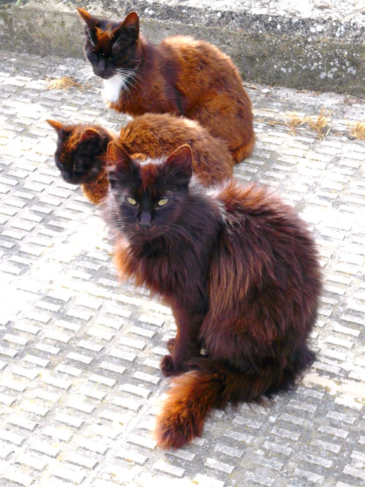 Miranda de Ebro - Gatos 3