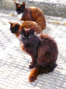 Miranda de Ebro - Gatos 3