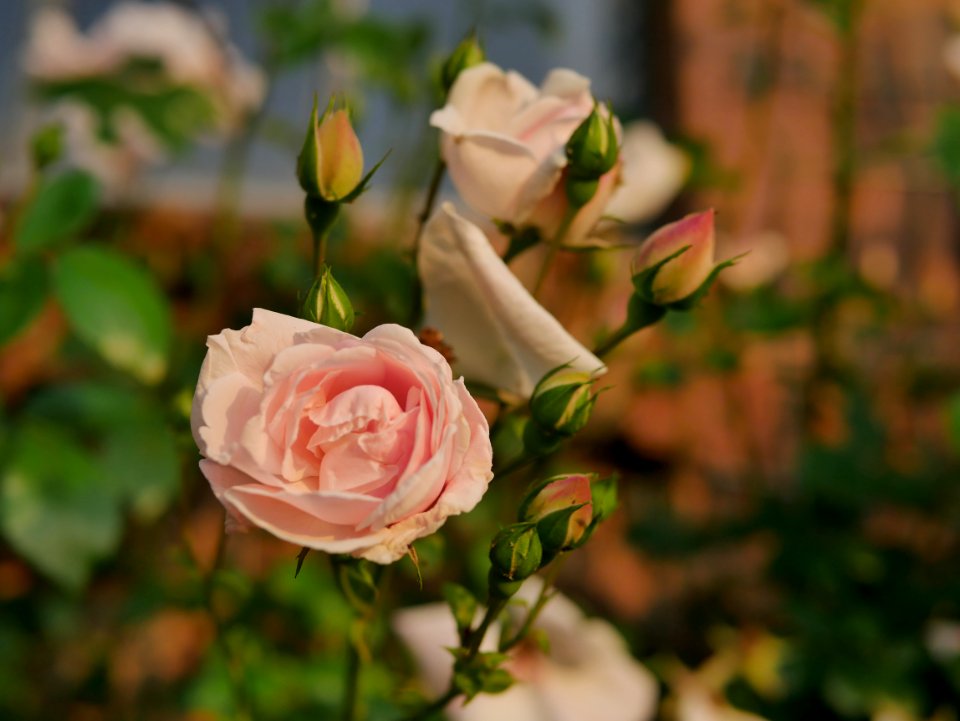 Rosengarten-E-2-a-NewDawnKletterroseRosa
