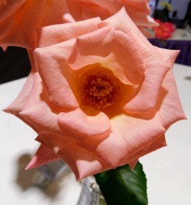 Rosa bill warriner