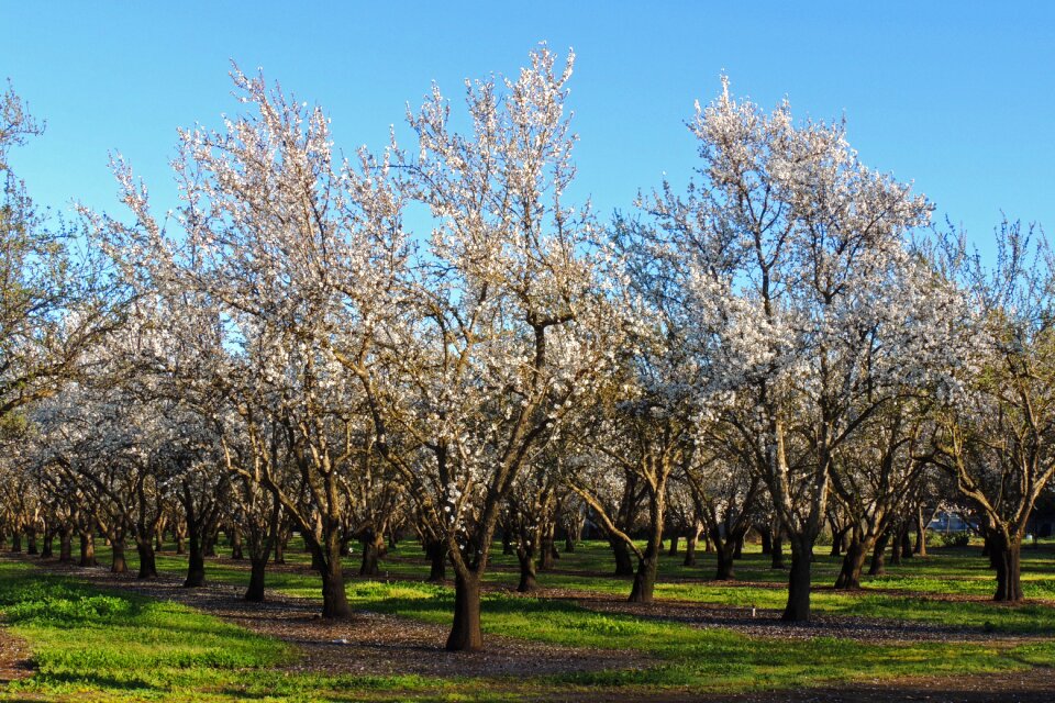 Landscape nature orchard