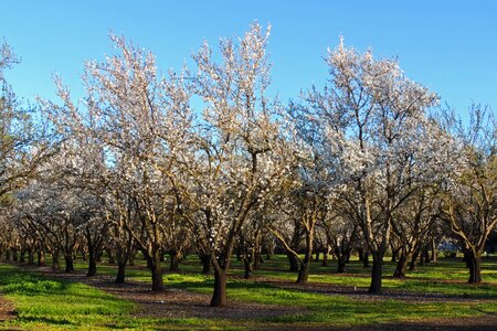 Landscape nature orchard photo