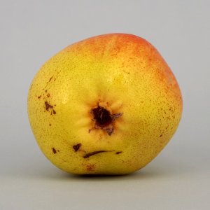 Rocha Pear 2017 AD