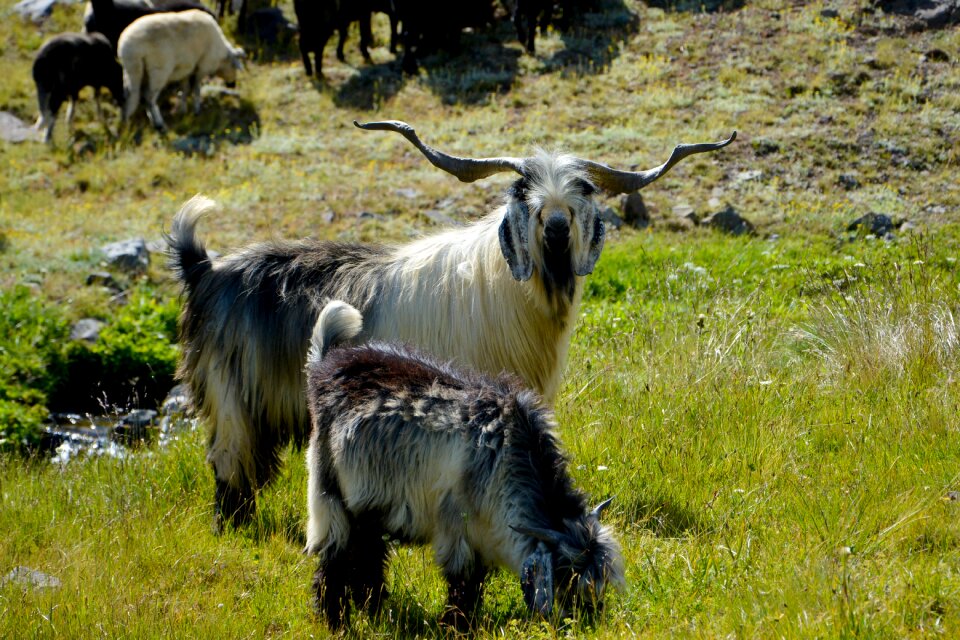 Animal horn outdoors