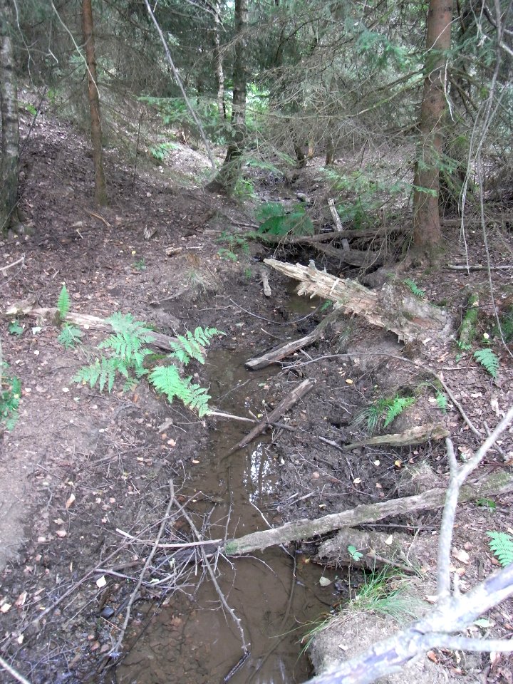 Michelbach 24848292 Übergang Mischwald R0019314
