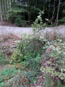 Michelbach 24848292 alter Durchlass Weg ein R0019333