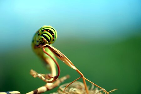 Caterpillar green insect photo